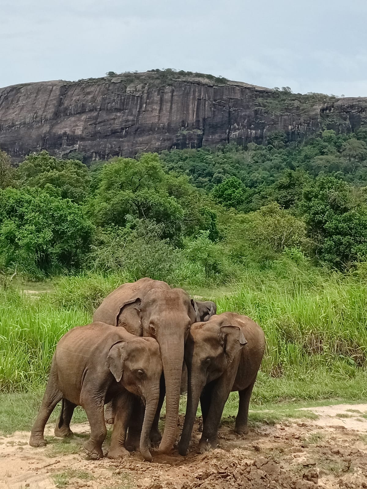 Safari Tour Moments